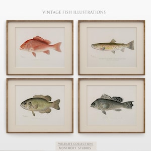 Vintage fish wall art for lake house, freshwater trout prints for rustic decor, North American game fish illustrations, antique fishing artwork, digital fish art bundle for anglers, unique nature wall decor, printable fish paintings for cozy cabin