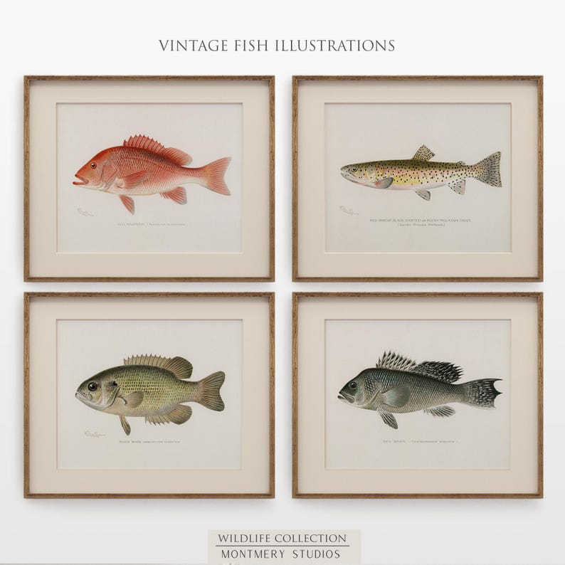 Vintage fish wall art for lake house, freshwater trout prints for rustic decor, North American game fish illustrations, antique fishing artwork, digital fish art bundle for anglers, unique nature wall decor, printable fish paintings for cozy cabin