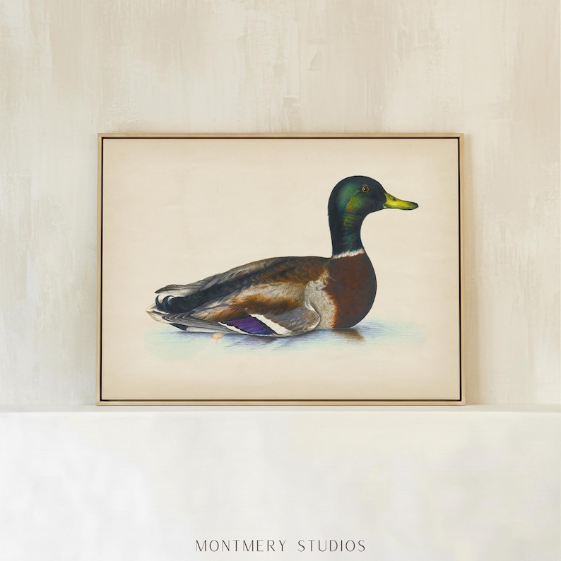 Vintage mallard duck print featuring a detailed rustic duck painting, perfect as nursery wall art or farmhouse decor. This antique duck print makes charming mallard nursery art for a boy’s bedroom, kids room animal art, or rustic nursery decor. Styled as a country animal print with soft tones, it fits perfectly in minimalist duck art displays, vintage nursery art collections, or country farmhouse interiors. Available as an instant digital download for easy printing at home.