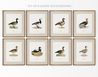 Juego de 8 láminas de ganso, ilustraciones vintage de gansos, tipos de gansos imprimibles, lámina de ganso canadiense, arte mural de aves acuáticas, decoración de casa de lago, C4