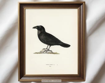 Raven Illustration, Vintage Raven Print, Black Raven Poster, Gothic Raven Art, Dark Academia, Antique Halloween Art, Digital Download H9