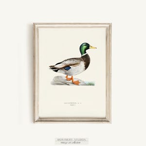 Watercolor fishing nursery art with ducks, mallard wall prints, bass and trout artwork for baby boy room, vintage-inspired fish illustrations, decorative fishing wall art for kids bedroom, playful fisherman theme decor, rustic nursery wall prints with freshwater fish, cozy boys room wall accents, charming angler artwork for children’s room, unique baby shower gift for fishing families