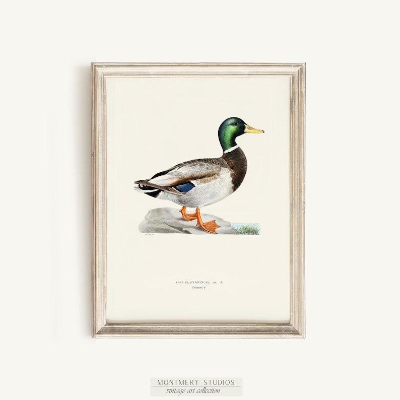 Watercolor fishing nursery art with ducks, mallard wall prints, bass and trout artwork for baby boy room, vintage-inspired fish illustrations, decorative fishing wall art for kids bedroom, playful fisherman theme decor, rustic nursery wall prints with freshwater fish, cozy boys room wall accents, charming angler artwork for children’s room, unique baby shower gift for fishing families