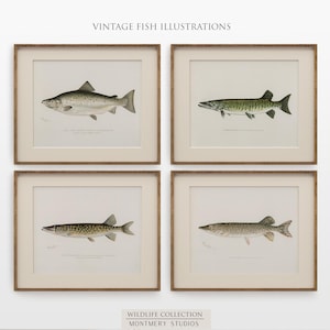 Vintage fish wall art for lake house, freshwater trout prints for rustic decor, North American game fish illustrations, antique fishing artwork, digital fish art bundle for anglers, unique nature wall decor, printable fish paintings for cozy cabin