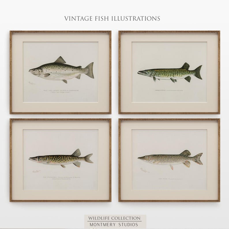 Vintage fish wall art for lake house, freshwater trout prints for rustic decor, North American game fish illustrations, antique fishing artwork, digital fish art bundle for anglers, unique nature wall decor, printable fish paintings for cozy cabin
