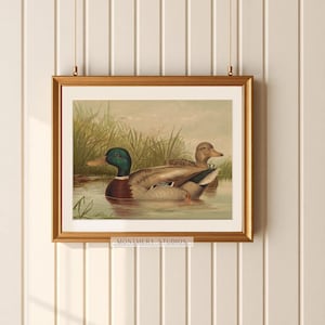 Mallard ducks on a pond art, vintage wildlife printable decor, rustic farmhouse duck wall art, antique duck poster for nursery, digital wild ducks artwork, country bedroom wall print, nature animal art, wildlife scene illustration, retro animal decor