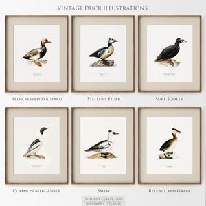 A collection of vintage duck prints featuring over 20 duck breeds including Mallard, Northern Pintail, Gadwall, and Green-winged Teal. Perfect for rustic outdoor decor, duck hunting themed rooms, boys' room wall art, and vintage wildlife nursery styles. Ideal for lovers of duck breeds and birdwatching art. These classic illustrations suit farmhouse, lodge, and cabin aesthetics with timeless charm and detailed artistry.