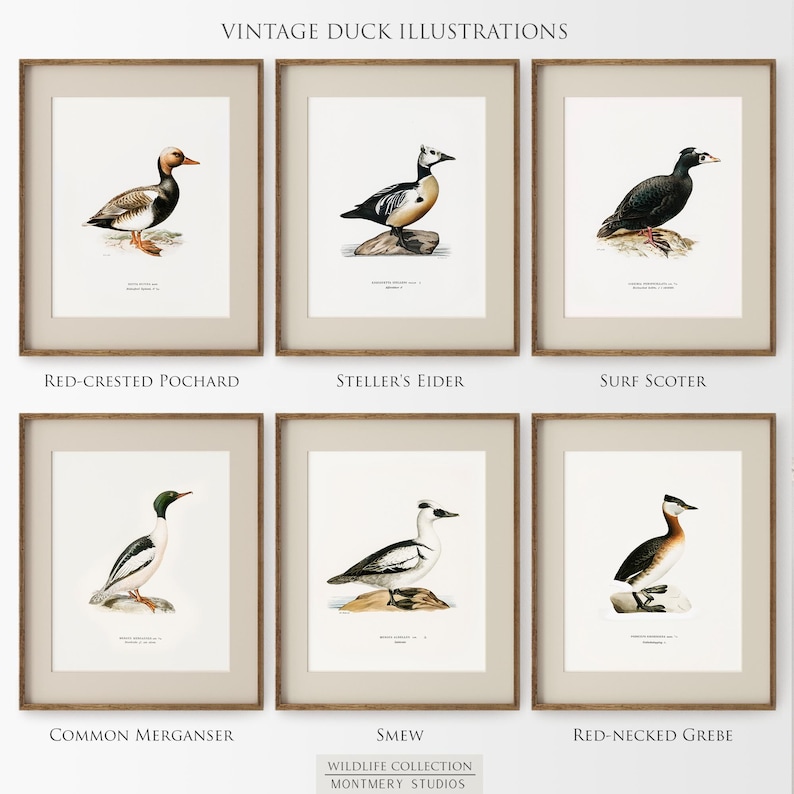A collection of vintage duck prints featuring over 20 duck breeds including Mallard, Northern Pintail, Gadwall, and Green-winged Teal. Perfect for rustic outdoor decor, duck hunting themed rooms, boys' room wall art, and vintage wildlife nursery styles. Ideal for lovers of duck breeds and birdwatching art. These classic illustrations suit farmhouse, lodge, and cabin aesthetics with timeless charm and detailed artistry.