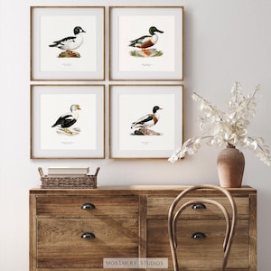 A collection of vintage duck prints featuring over 20 duck breeds including Mallard, Northern Pintail, Gadwall, and Green-winged Teal. Perfect for rustic outdoor decor, duck hunting themed rooms, boys' room wall art, and vintage wildlife nursery styles. Ideal for lovers of duck breeds and birdwatching art. These classic illustrations suit farmhouse, lodge, and cabin aesthetics with timeless charm and detailed artistry.