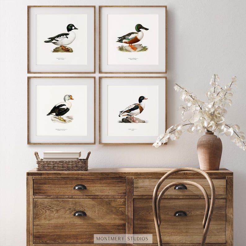 A collection of vintage duck prints featuring over 20 duck breeds including Mallard, Northern Pintail, Gadwall, and Green-winged Teal. Perfect for rustic outdoor decor, duck hunting themed rooms, boys' room wall art, and vintage wildlife nursery styles. Ideal for lovers of duck breeds and birdwatching art. These classic illustrations suit farmhouse, lodge, and cabin aesthetics with timeless charm and detailed artistry.