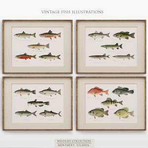 Game Fishes of North America, Set of 4, Vintage Freshwater Fish Prints, Rustic Lake House Decor, Gift for Anglers, Fishing Cabin Decor, S014