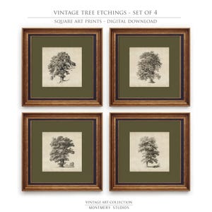 Peut inclure: Ensemble de quatre tirages d'art carrés encadrés présentant des gravures d'arbres vintage. Chaque tirage présente une illustration détaillée en noir et blanc d'un arbre différent. Les cadres ont une finition marron avec un passe-partout vert foncé et bleu marine.