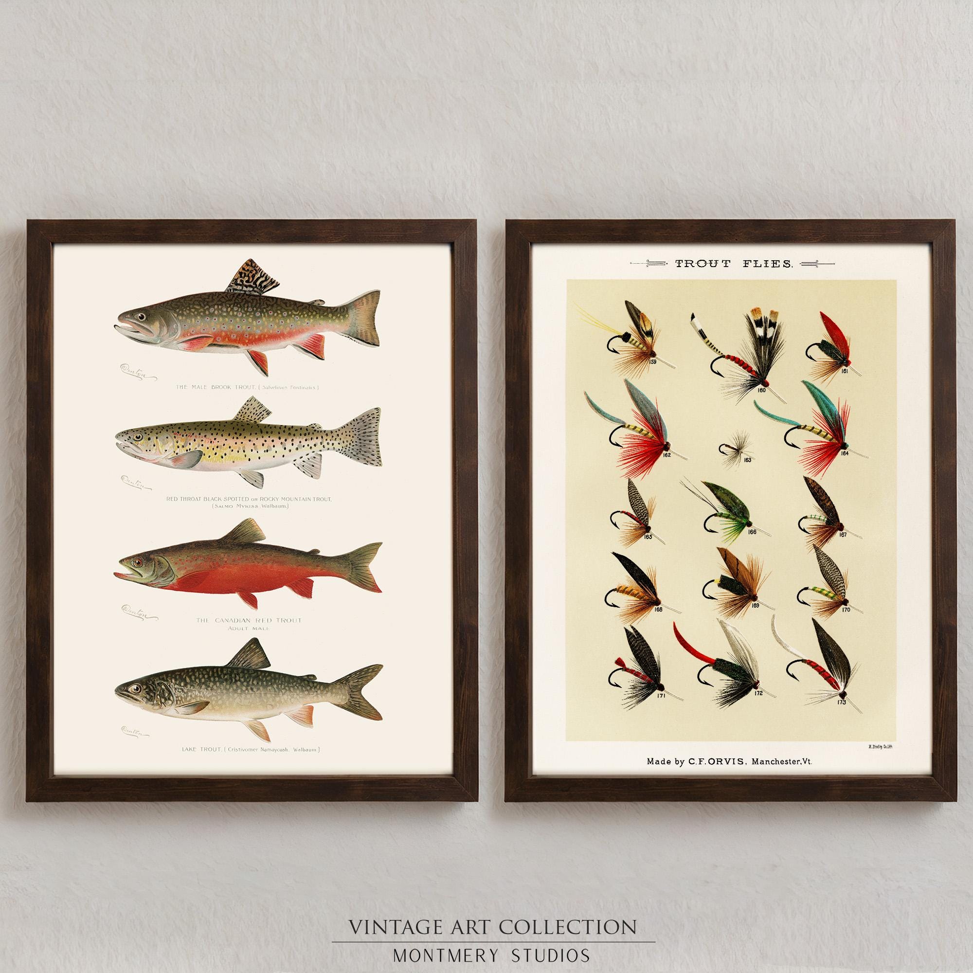 Freshwater Gamefish of North America Poster: Tomelleri
