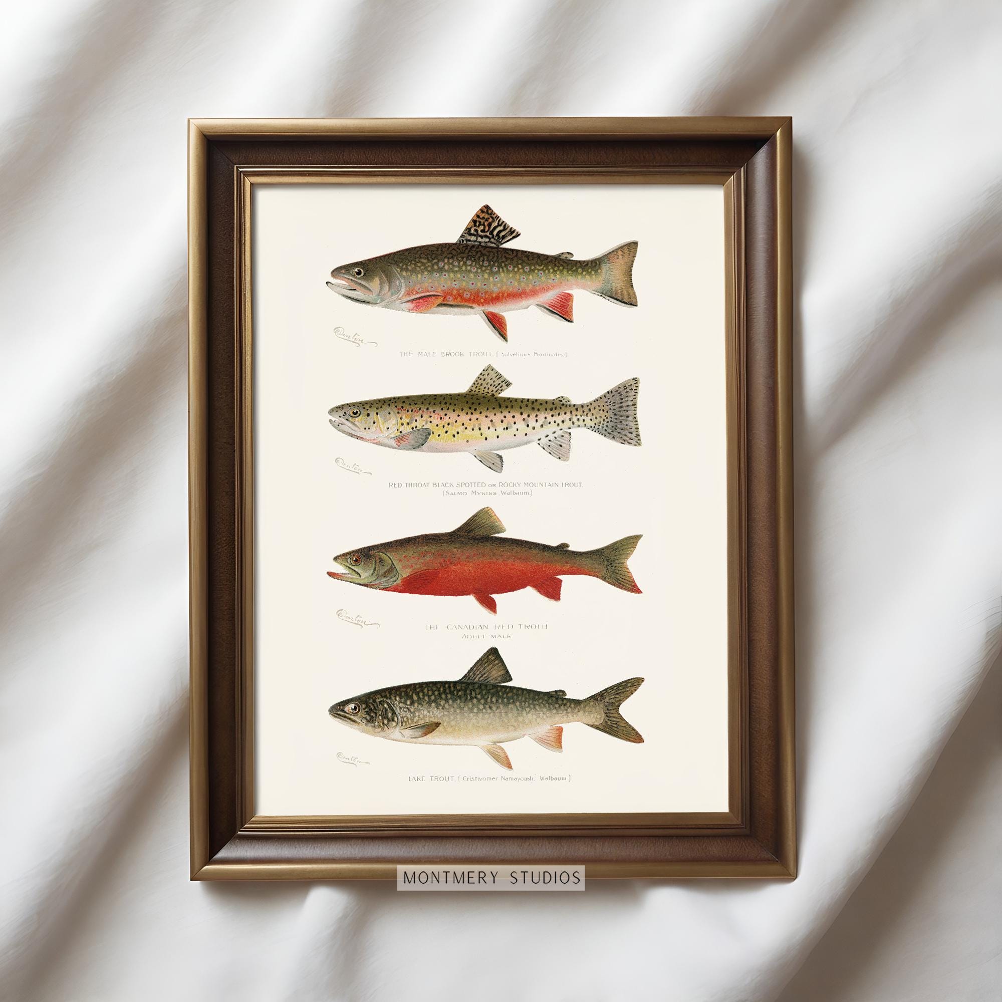 Trout Fishing Prints, Game Fishes of North America, Fishing