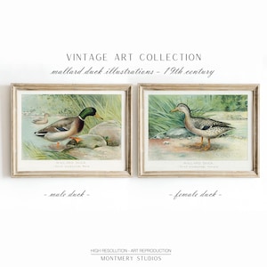 Vintage Mallard Duck Illustrations Set, Male and Female Mallard Ducks Printable Wall Art, Rustic Farmhouse Animal Decor, S07