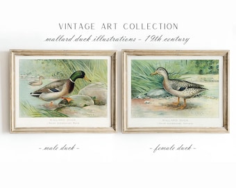 Set di illustrazioni vintage di anatre domestiche, stampe murali di anatre domestiche maschi e femmine, decorazioni rustiche per animali da fattoria, S07
