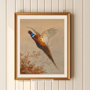 Flying ring-necked pheasant, vintage wildlife, colorful game bird art print, rustic hunting scene decor, American countryside bird in flight, nature wall art, antique pheasant artwork for hunters, classic bird illustration for home decor