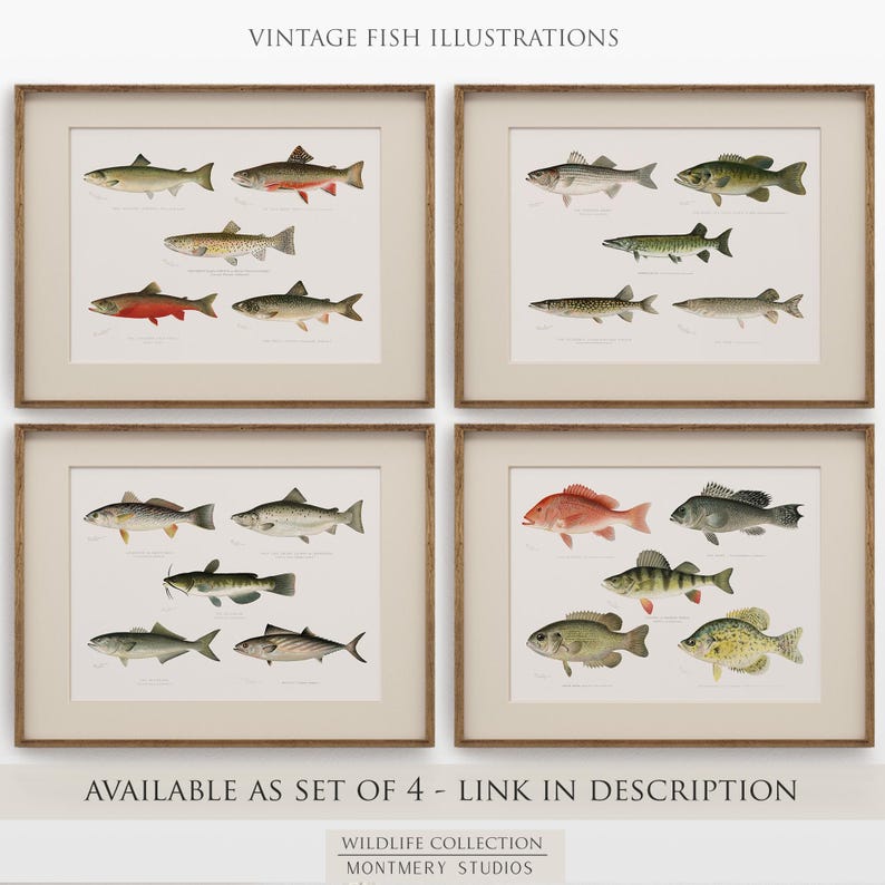 Vintage fish wall art for lake house, freshwater trout prints for rustic decor, North American game fish illustrations, antique fishing artwork, digital fish art bundle for anglers, unique nature wall decor, printable fish paintings for cozy cabin