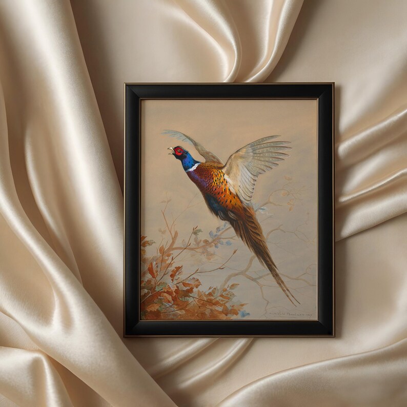Flying ring-necked pheasant, vintage wildlife, colorful game bird art print, rustic hunting scene decor, American countryside bird in flight, nature wall art, antique pheasant artwork for hunters, classic bird illustration for home decor
