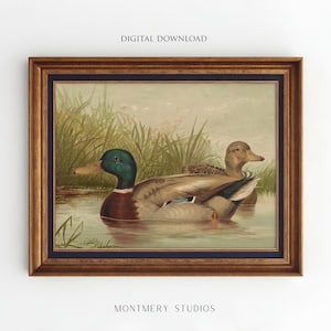 Mallard ducks on a pond art, vintage wildlife printable decor, rustic farmhouse duck wall art, antique duck poster for nursery, digital wild ducks artwork, country bedroom wall print, nature animal art, wildlife scene illustration, retro animal decor
