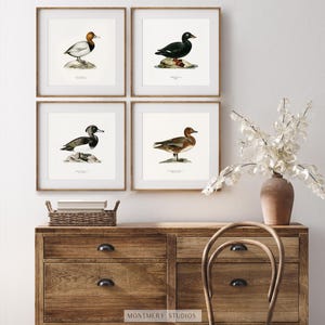 A collection of vintage duck prints featuring over 20 duck breeds including Mallard, Northern Pintail, Gadwall, and Green-winged Teal. Perfect for rustic outdoor decor, duck hunting themed rooms, boys' room wall art, and vintage wildlife nursery styles. Ideal for lovers of duck breeds and birdwatching art. These classic illustrations suit farmhouse, lodge, and cabin aesthetics with timeless charm and detailed artistry.