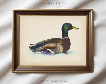 Vintage Mallard Duck Print, Mallard Nursery Wall Art, Rustic Duck Painting, Country Farmhouse Art, Antique Duck Print Digital Download AN117