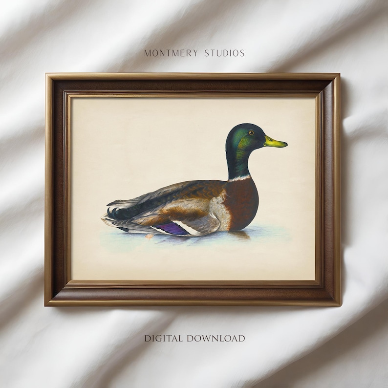 Vintage mallard duck print featuring a detailed rustic duck painting, perfect as nursery wall art or farmhouse decor. This antique duck print makes charming mallard nursery art for a boy’s bedroom, kids room animal art, or rustic nursery decor. Styled as a country animal print with soft tones, it fits perfectly in minimalist duck art displays, vintage nursery art collections, or country farmhouse interiors. Available as an instant digital download for easy printing at home.
