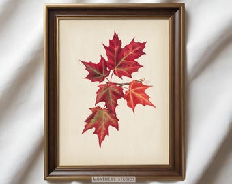 Vintage Watercolor Autumn Leaves Art Print, Red Maple Leaves Print, Fall Printable Art, Thanksgiving Wall Art, Fall Botanical Print, FA15