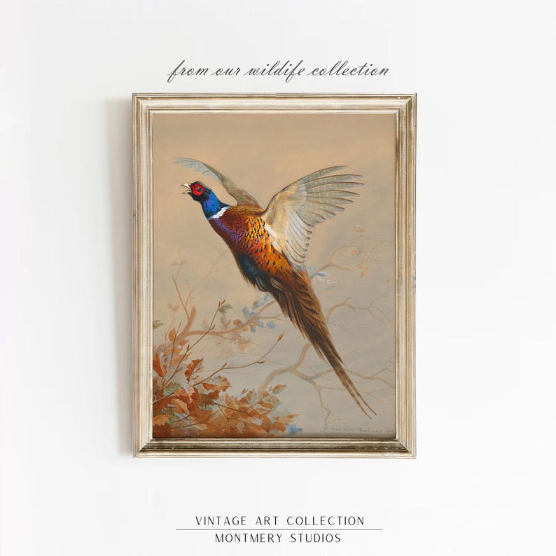 Flying ring-necked pheasant, vintage wildlife, colorful game bird art print, rustic hunting scene decor, American countryside bird in flight, nature wall art, antique pheasant artwork for hunters, classic bird illustration for home decor