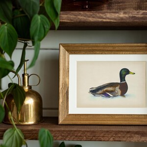 Vintage mallard duck print featuring a detailed rustic duck painting, perfect as nursery wall art or farmhouse decor. This antique duck print makes charming mallard nursery art for a boy’s bedroom, kids room animal art, or rustic nursery decor. Styled as a country animal print with soft tones, it fits perfectly in minimalist duck art displays, vintage nursery art collections, or country farmhouse interiors. Available as an instant digital download for easy printing at home.