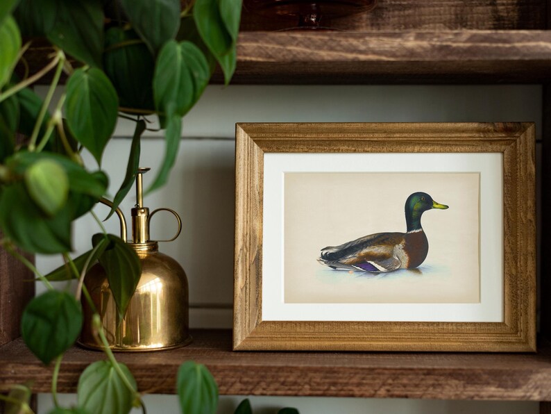 Vintage mallard duck print featuring a detailed rustic duck painting, perfect as nursery wall art or farmhouse decor. This antique duck print makes charming mallard nursery art for a boy’s bedroom, kids room animal art, or rustic nursery decor. Styled as a country animal print with soft tones, it fits perfectly in minimalist duck art displays, vintage nursery art collections, or country farmhouse interiors. Available as an instant digital download for easy printing at home.