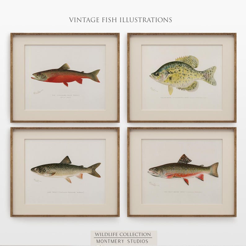 Vintage fish wall art for lake house, freshwater trout prints for rustic decor, North American game fish illustrations, antique fishing artwork, digital fish art bundle for anglers, unique nature wall decor, printable fish paintings for cozy cabin