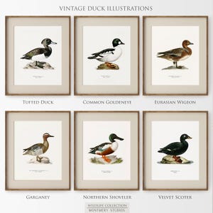A collection of vintage duck prints featuring over 20 duck breeds including Mallard, Northern Pintail, Gadwall, and Green-winged Teal. Perfect for rustic outdoor decor, duck hunting themed rooms, boys' room wall art, and vintage wildlife nursery styles. Ideal for lovers of duck breeds and birdwatching art. These classic illustrations suit farmhouse, lodge, and cabin aesthetics with timeless charm and detailed artistry.