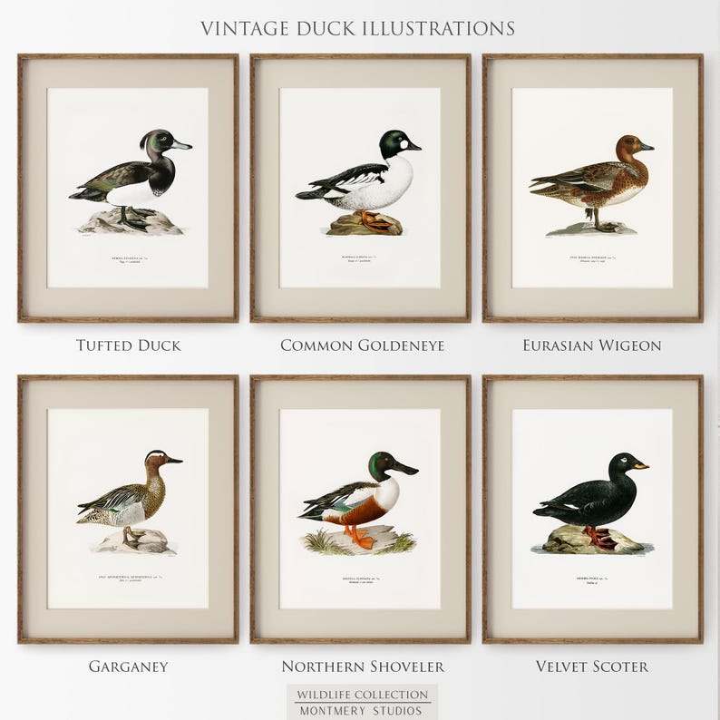 A collection of vintage duck prints featuring over 20 duck breeds including Mallard, Northern Pintail, Gadwall, and Green-winged Teal. Perfect for rustic outdoor decor, duck hunting themed rooms, boys' room wall art, and vintage wildlife nursery styles. Ideal for lovers of duck breeds and birdwatching art. These classic illustrations suit farmhouse, lodge, and cabin aesthetics with timeless charm and detailed artistry.