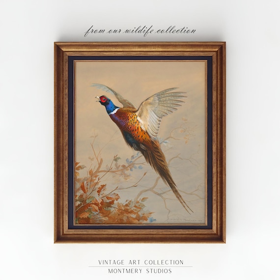 Ring-Necked Pheasant Flying, Vintage Wildlife Print, Common Pheasant Hunting Art, American Game Bird Decor, Printable Wall Art, AN60