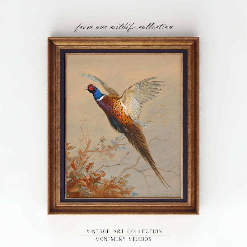 Flying ring-necked pheasant, vintage wildlife, colorful game bird art print, rustic hunting scene decor, American countryside bird in flight, nature wall art, antique pheasant artwork for hunters, classic bird illustration for home decor