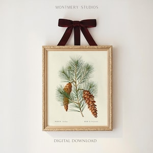 Puede incluir: Una impresión botánica enmarcada que presenta una ilustración detallada de agujas y piñas de pino. La obra de arte está en un marco dorado y se suspende con una cinta roja oscura. El texto "MONTEMERY STUDIOS" y "DIGITAL DOWNLOAD" son visibles.