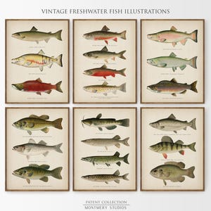 Vintage Freshwater Fish Prints Set of 6, Trout, Bass, Salmon, Pike, Catfish, Perch llustrations, Lake House Decor, Fishing Wall Art, C6