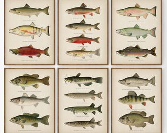 May include: Vintage illustrations of freshwater fish, including a brown trout, a rainbow trout, a brook trout, a lake trout, a walleye, a northern pike, a muskellunge, a smallmouth bass, a largemouth bass, a crappie, a perch, and a catfish. The illustrations are in a classic style with detailed markings and colors.