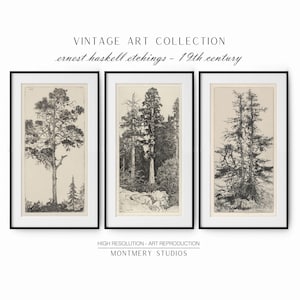 Puede incluir: Tres impresiones enmarcadas en negro de grabados antiguos de árboles. Las impresiones están tituladas "Ernest Haskell Etchings - 19th Century".