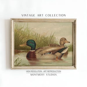 Mallard ducks on a pond art, vintage wildlife printable decor, rustic farmhouse duck wall art, antique duck poster for nursery, digital wild ducks artwork, country bedroom wall print, nature animal art, wildlife scene illustration, retro animal decor