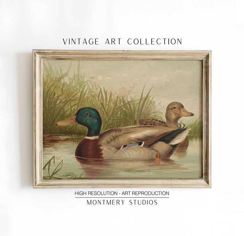 Mallard ducks on a pond art, vintage wildlife printable decor, rustic farmhouse duck wall art, antique duck poster for nursery, digital wild ducks artwork, country bedroom wall print, nature animal art, wildlife scene illustration, retro animal decor