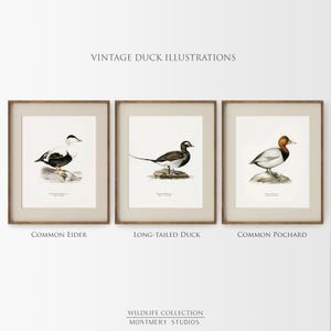 A collection of vintage duck prints featuring over 20 duck breeds including Mallard, Northern Pintail, Gadwall, and Green-winged Teal. Perfect for rustic outdoor decor, duck hunting themed rooms, boys' room wall art, and vintage wildlife nursery styles. Ideal for lovers of duck breeds and birdwatching art. These classic illustrations suit farmhouse, lodge, and cabin aesthetics with timeless charm and detailed artistry.