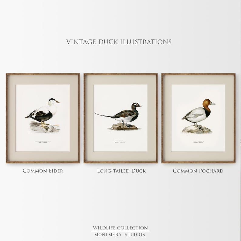 A collection of vintage duck prints featuring over 20 duck breeds including Mallard, Northern Pintail, Gadwall, and Green-winged Teal. Perfect for rustic outdoor decor, duck hunting themed rooms, boys' room wall art, and vintage wildlife nursery styles. Ideal for lovers of duck breeds and birdwatching art. These classic illustrations suit farmhouse, lodge, and cabin aesthetics with timeless charm and detailed artistry.