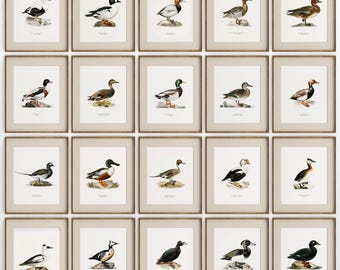 Vintage eendafdrukken, 20+ soorten eenden, rustieke eend, eendenrassen, wilde eend, pijlstaart, krabber, wintertaling, dieren in het wild decor, C8