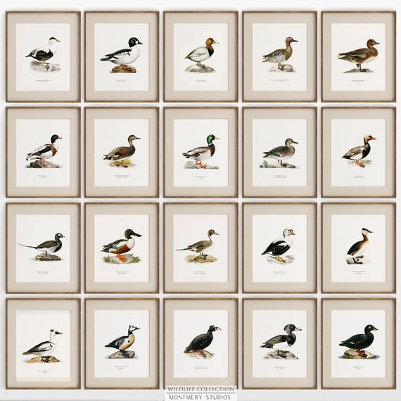 Vintage Duck Prints, 20+ Types of Ducks, Rustic Duck, Duck Breeds, Mallard Northern Pintail, Gadwall, Green-winged Teal, Wildlife Decor, C8