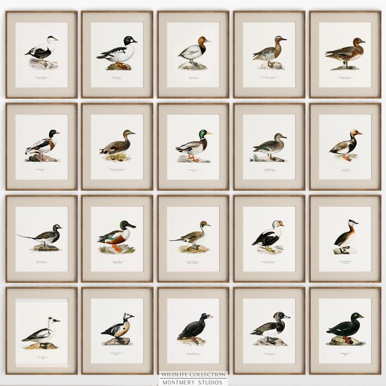 A collection of vintage duck prints featuring over 20 duck breeds including Mallard, Northern Pintail, Gadwall, and Green-winged Teal. Perfect for rustic outdoor decor, duck hunting themed rooms, boys' room wall art, and vintage wildlife nursery styles. Ideal for lovers of duck breeds and birdwatching art. These classic illustrations suit farmhouse, lodge, and cabin aesthetics with timeless charm and detailed artistry.