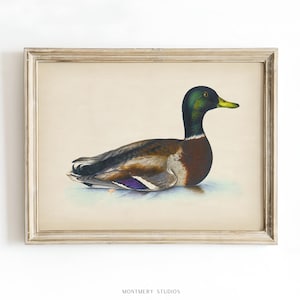 Vintage mallard duck print featuring a detailed rustic duck painting, perfect as nursery wall art or farmhouse decor. This antique duck print makes charming mallard nursery art for a boy’s bedroom, kids room animal art, or rustic nursery decor. Styled as a country animal print with soft tones, it fits perfectly in minimalist duck art displays, vintage nursery art collections, or country farmhouse interiors. Available as an instant digital download for easy printing at home.