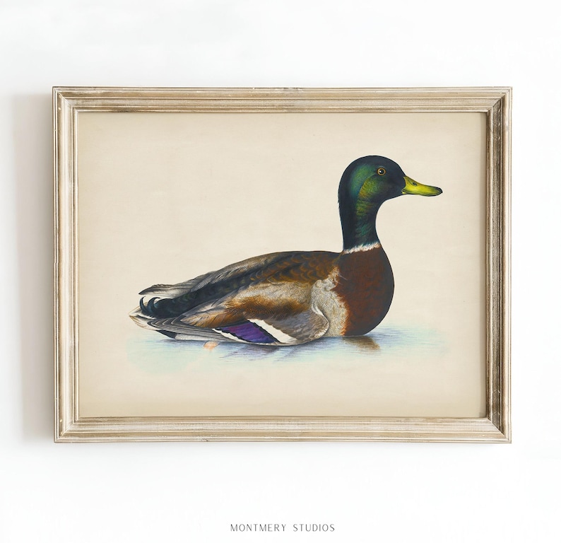 Vintage mallard duck print featuring a detailed rustic duck painting, perfect as nursery wall art or farmhouse decor. This antique duck print makes charming mallard nursery art for a boy’s bedroom, kids room animal art, or rustic nursery decor. Styled as a country animal print with soft tones, it fits perfectly in minimalist duck art displays, vintage nursery art collections, or country farmhouse interiors. Available as an instant digital download for easy printing at home.