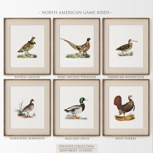 North American Game Bird Prints: Ring-necked Pheasant, Wild Turkey, Ruffed Grouse, Mallard Duck, Northern Bobwhite, American Woodcock, S024